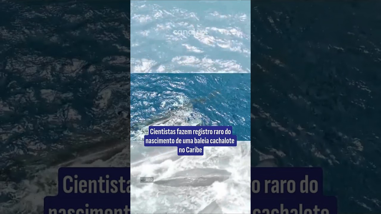 Cientistas fazem registro raro do nascimento de uma baleia cachalote no Caribe TV Online Cientistas fazem registro raro do nascimento de uma baleia cachalote no Caribe