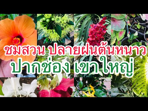 ชมสวนปลายฝนต้นหนาวปากช่องเข