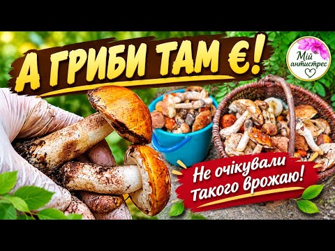 ШОК НА ВИРУБЦІ! 4 кошики підосичників там, де ніхто не шукав!