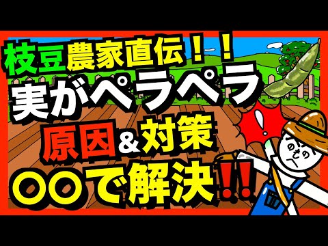 【枝豆農家伝授】実が膨れない失敗！原因と対策！！【アニメでわかる家庭菜園解説】