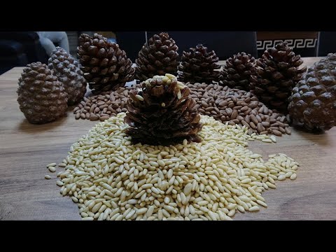 Çam Fıstığı Coğrafi İşaret Aldı