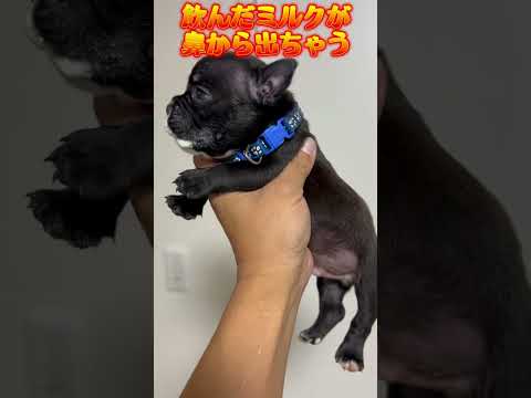 Exotic bully・『口蓋裂の子の哺乳後』・エキゾチックブリー