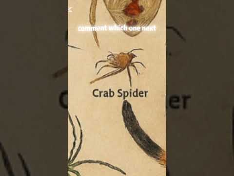 Types of Spider I Crab Spider I Part-2 I Like I Sub I