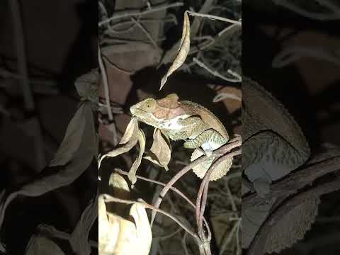 Hey buddy #chameleon