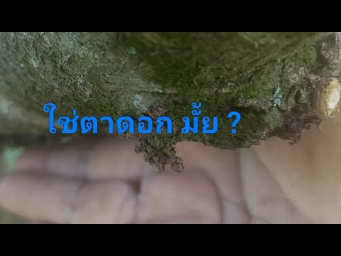 ตัดกิ่งแขนงทุเรียนหมอนทองต้น