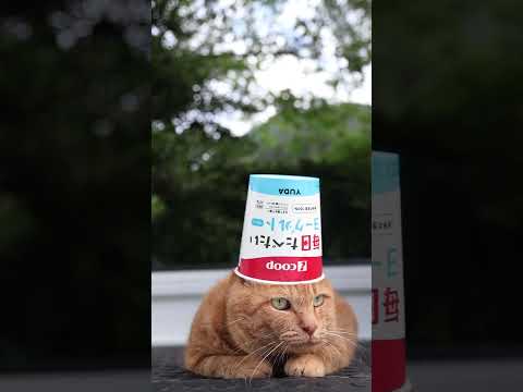 美味しいプレーンヨーグルトとかわいい猫のコラボ特集 サムネイル