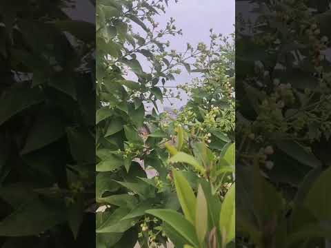 Hamare Pyare Pyare Chhoti Si Bagiya #music #song