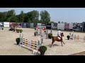 Show jumping horse Competitieve 7 jarige merrie uit top moederlijn te koop