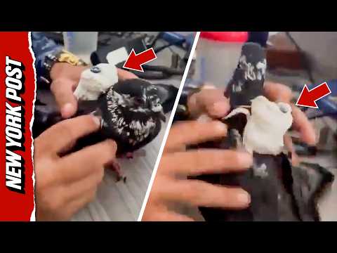 Fowl Play: Guards Catch Pigeon Smuggling Contraband into Colombian Prison