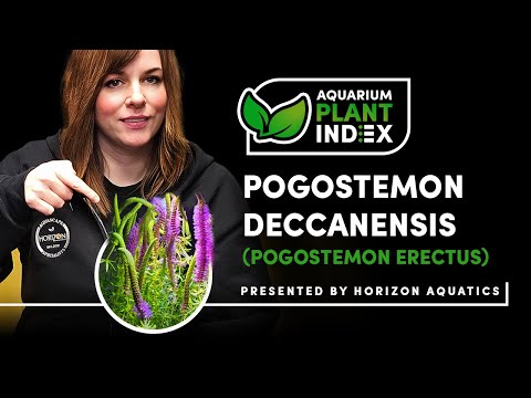 How to Make Pogostemon Erectus FLOWER & THRIVE In  Looking for a unique aquarium plant that not only enhances your aquascape but can also bloom with be