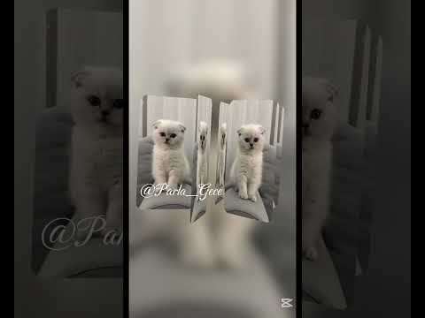 4 EKİM HAYVANLAR GÜNÜ!!! #4ekim #hayvanlargünü #hayvanlar #klip #kutlama #kesfetol #kesfet #shorts