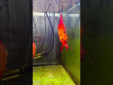 Red Valentine discus 😍 #fish #discus #aqua #fis 