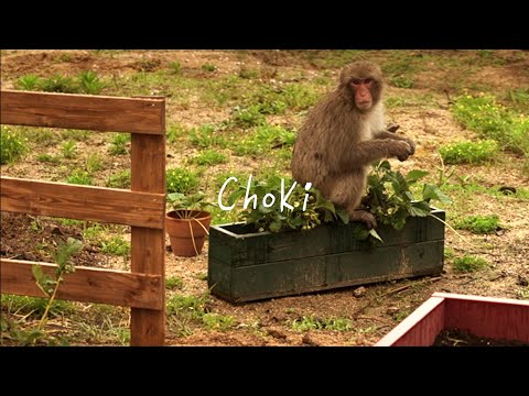 Monkeys Ruined My Potatoes Before I Could Harvest 😢😢😢😢😢😢