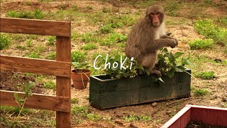 動画サムネイル