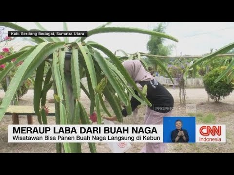 Meraup Naga dari Buah Naga