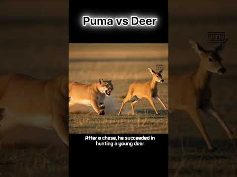 puma vs deer
