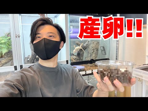 遂にあの楽園で産卵が確認できました...!!!!【クレステッドゲッコー|繁殖】