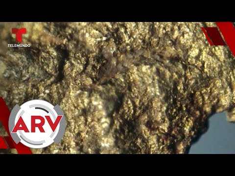 Familia encuentra dos pepitas de oro de tamaño nunca antes visto | Al Rojo Vivo | Telemundo