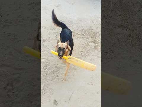 cricket khelne wala kutta Jo har waqt bat 🏏 pakdi rakhta hai #cricketlover #dogwithbat #cricketdog