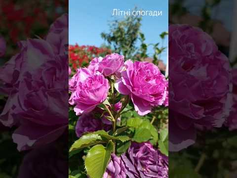 Літні спогади#троянди_літо #мійсад #квіти #квітка #квітник #сад #садівниця #садівництво #сільське