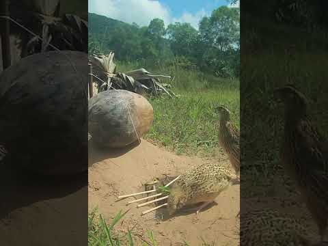 Easy creative underground quail trap #shorts