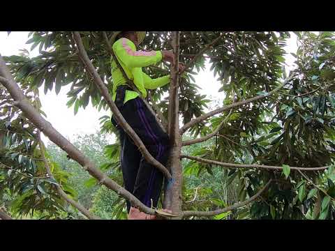 แต่งกิ่งเพื่อลดปัญหา-โรคราในทุ แต่งกิ่งเพื่อลดปัญหา-โรคราในทุ