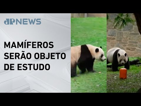 Dois pandas gigantes chineses chegam aos Estados Unidos