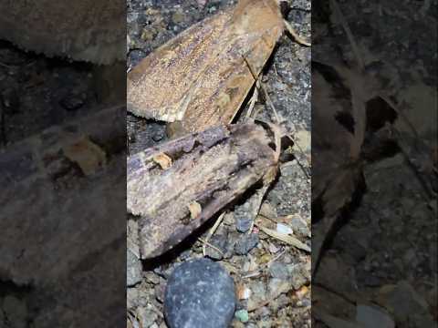 A moth known as (Adelphagrotis indeterminata) sitting next to a Square-spot Rustic