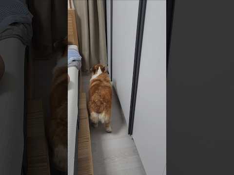 と言ったら…コーギーがまさかのバックで登場 😂 #コーギー #犬好きな人と繋がりたい #犬のいる生活 #コーギーのいる暮らし #散歩大好き #かわいい犬 #犬動画 #viral