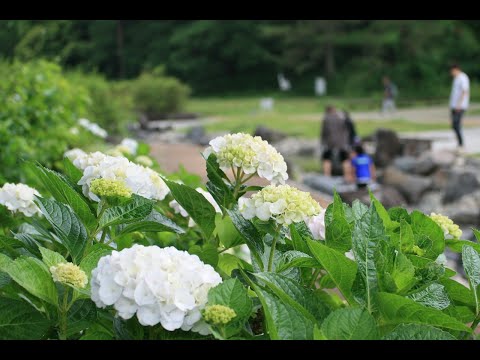 【国営武蔵丘陵森林公園】アジサイ(2025年6月17日撮影)