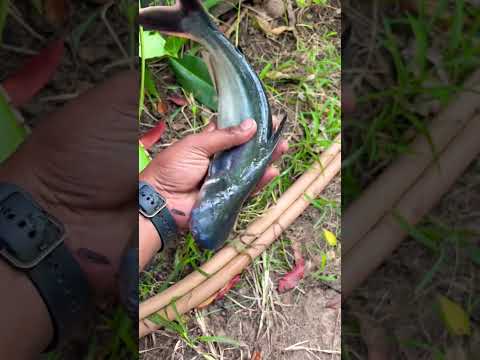 My New Viral fish in India 🎣😮 !! #facts #fish #fishing #new #latest #nativefish #fishyfacts