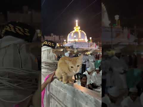 #ajmersharifdargah #viralvideos #shortvideos #subscribemychannel #love #mashallah 🌺🌷💐❤️💚❤️