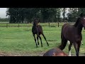 Show jumping horse merrieveulen van Baltic vdl x Arezzo vdl x Indoctro