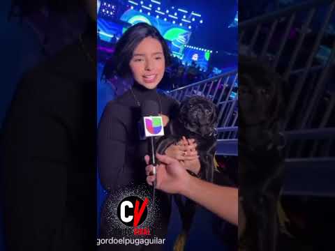 #shorts Angela Aguilar lleva al Gordo a sus conciertos #angelaaguilar #pepeaguilar