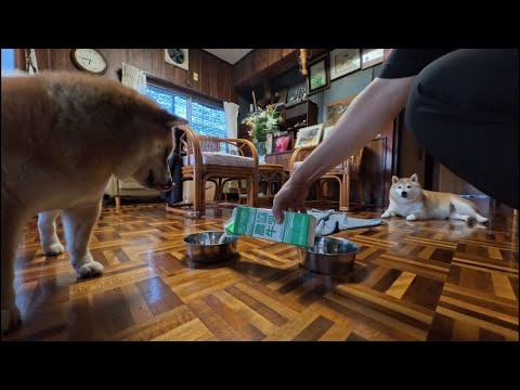 2025年9月26日 猫のココとモモが牛乳パックでくつろぐ姿 サムネイル