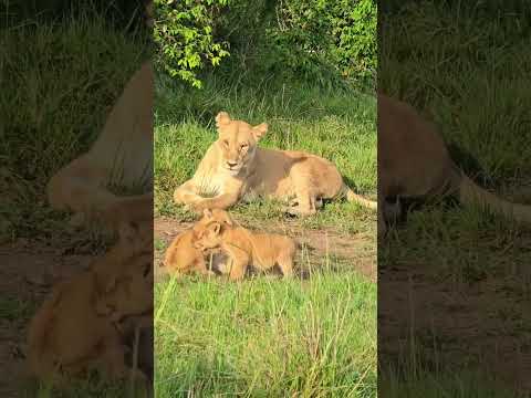 Future kings at play