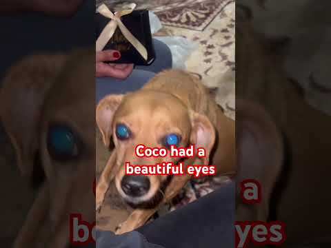 Coco had a beautiful eyes #shorts