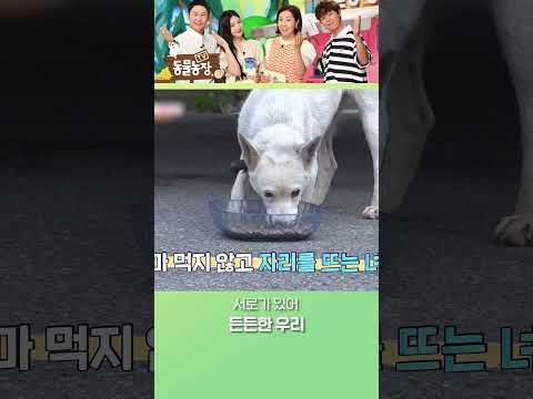 길 위에서 믿을 건 서로뿐.. #TV동물농장