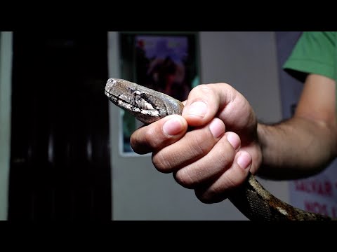 Especialistas recomiendan no matar serpientes si ingresan a las viviendas