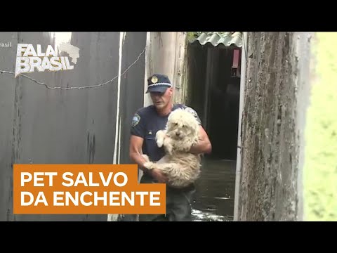 Cachorrinho é resgatado em enchente na zona leste de SP; veja vídeo