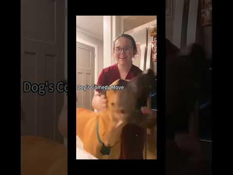 #funnydogs#cute#doglover#doglife#cure#dogshorts#pet#doglife#dogshorts#funnyanimals
