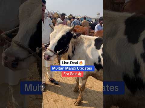 Multan Mandi 🔥 #cowmandi #cow #cattleworld #cattlemarket