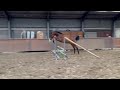 Show jumping horse 3 jarige ruin Connect x Libelle x Contender