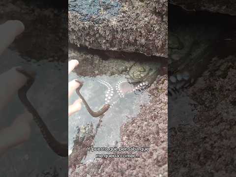 Cómo saborean los pulpos #animales #galicia #curiosidades #pulpo #biologia