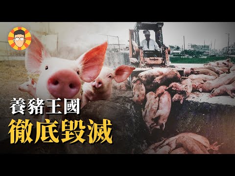 數百萬頭死豬無處可埋，30年前的口蹄疫有多可怕？