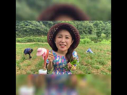 今天到晏田乡给你们摘辣椒！#优质农产品 #三农 #我的乡村生活 #我为家乡农产品代言 #武冈