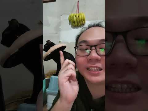 lagi grooming berlebihan jadi pakai collar