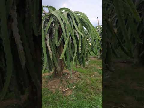 cũng lên đèn sao nó lạ lắm 😀😀😀 #thanh vlog2271