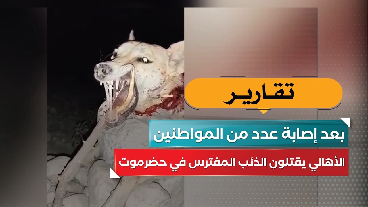 قناة السعيدة