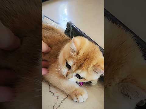 Playing with Boi Boi super cute kitten #shorts